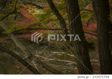 晩秋の雑木林の風景　国営武蔵丘陵森林公園　11月 133475709