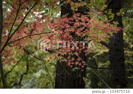 晩秋の雑木林の風景　国営武蔵丘陵森林公園　11月 133475710