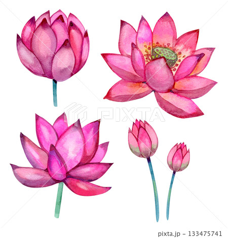 Watercolor pink lotus flowers set painted by hand. Bright floral collection for prints, decor, packaging, invitations and botanical designs. Soft petals, natural shades and elegant composition. Watercolor pink lotus flowers set painted by hand. Bright floral collection for prints, decor, packaging, invitations and botanical designs. Soft petals, natural shades and elegant composition. 133475741