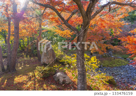 秋の京都　宝厳院　獅子吼の庭 　苦海・三尊石 133476159