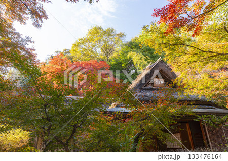 秋の京都　宝厳院　獅子吼の庭　無畏庵 133476164