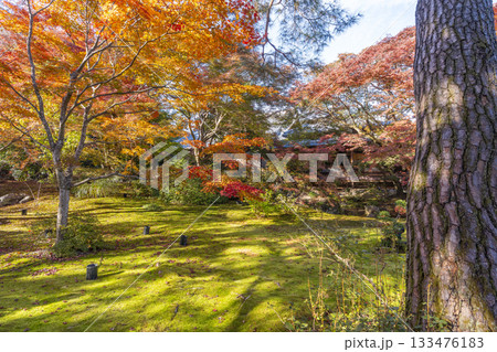 秋の京都 宝厳院 獅子吼の庭 秋の京都 宝厳院 獅子吼の庭 133476183