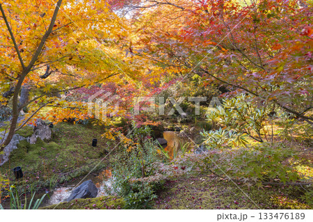 秋の京都 宝厳院 獅子吼の庭 秋の京都 宝厳院 獅子吼の庭 133476189
