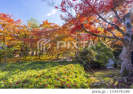 秋の京都 宝厳院 獅子吼の庭 秋の京都 宝厳院 獅子吼の庭 133476190