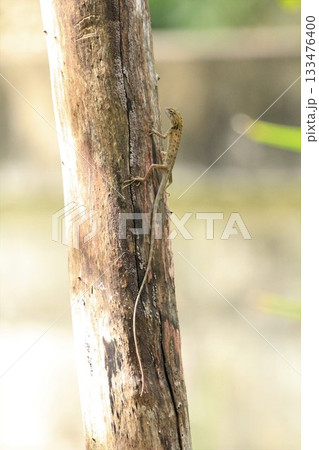 Lizard on the tree in the forest, Thailand, Southeast Asia 133476400