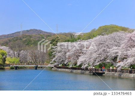 【岡山県】快晴の酒津公園の桜のトンネル 【岡山県】快晴の酒津公園の桜のトンネル 133476463