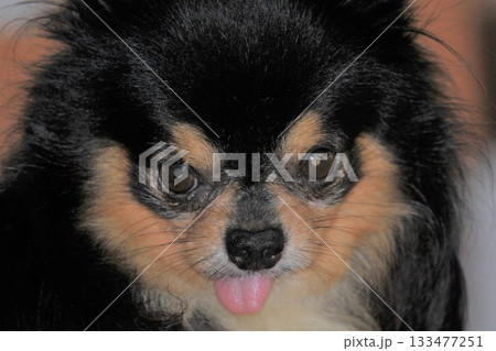 Portrait of a cute black and brown chihuahua dog with tongue out Portrait of a cute black and brown chihuahua dog with tongue out 133477251