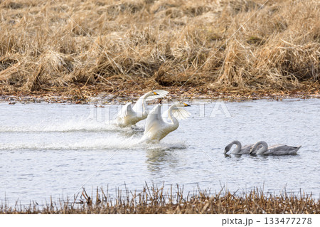 北海道千歳市、着水する白鳥の群れ【11月】 北海道千歳市、着水する白鳥の群れ【11月】 133477278
