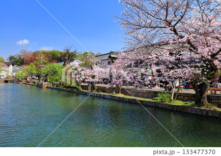 【岡山県】桜が満開の倉敷美観地区 133477370