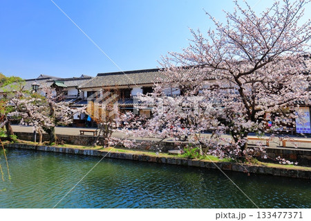 【岡山県】桜が満開の倉敷美観地区 【岡山県】桜が満開の倉敷美観地区 133477371