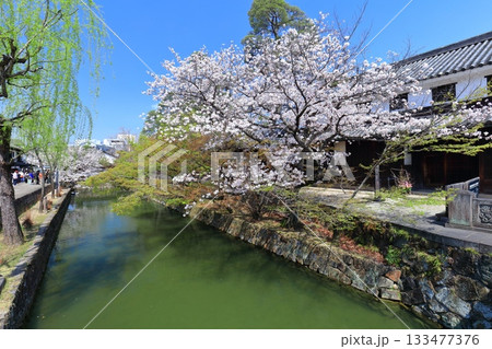 【岡山県】桜が満開の倉敷美観地区 133477376