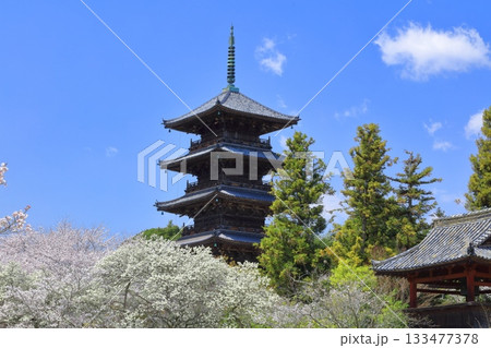 【岡山県】満開の桜と備中国分寺の五重塔(吉備路) 【岡山県】満開の桜と備中国分寺の五重塔(吉備路) 133477378