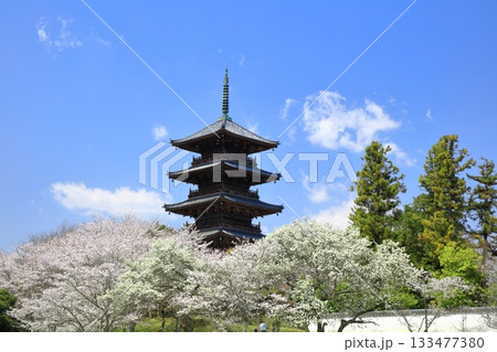 【岡山県】満開の桜と備中国分寺の五重塔(吉備路) 【岡山県】満開の桜と備中国分寺の五重塔(吉備路) 133477380