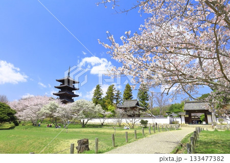 【岡山県】満開の桜と備中国分寺の五重塔(吉備路) 【岡山県】満開の桜と備中国分寺の五重塔(吉備路) 133477382