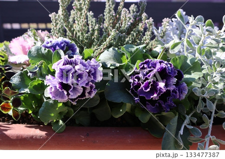 おしゃれな青いフリルビオラの寄せ植え おしゃれな青いフリルビオラの寄せ植え 133477387