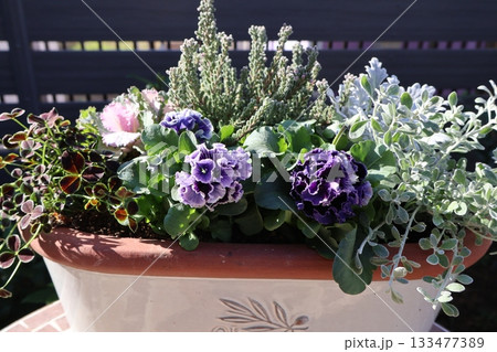 おしゃれな紫色フリルビオラの寄せ植え おしゃれな紫色フリルビオラの寄せ植え 133477389