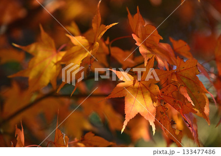武蔵丘陵森林公園の紅葉 武蔵丘陵森林公園の紅葉 133477486