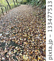 落ち葉でいっぱいの道  133477513