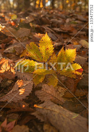 美しい紅葉の森を歩く 美しい紅葉の森を歩く 133477552