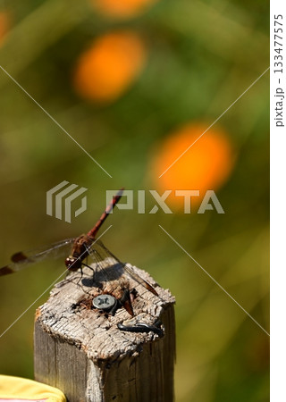 木に止まるとんぼ 133477575