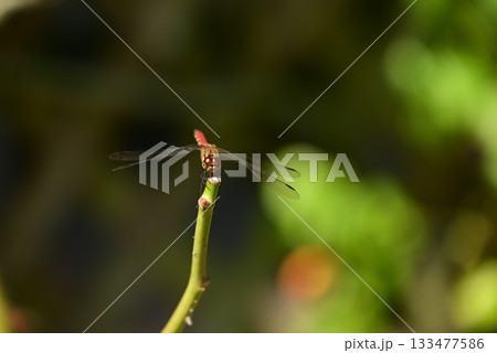 枝にとまる赤トンボ 133477586