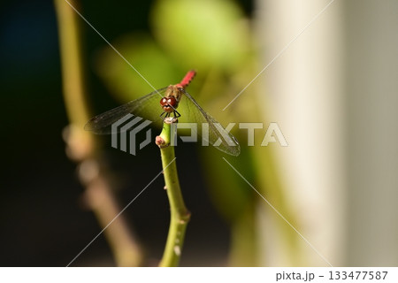 枝にとまる赤トンボ 枝にとまる赤トンボ 133477587
