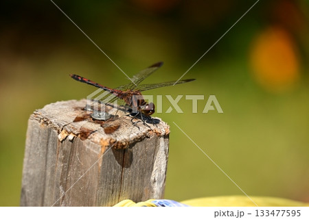 木に止まるとんぼ 133477595