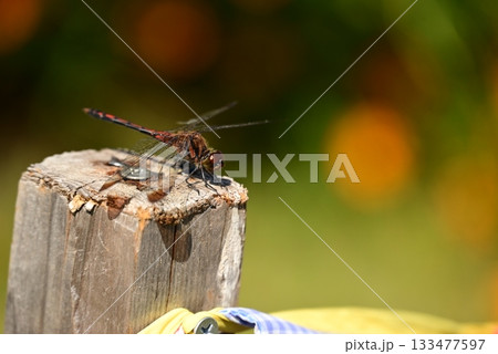 木に止まるとんぼ 133477597