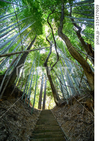 竹林の中の天神社参道　千葉県匝瑳市 133477609
