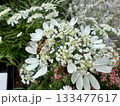 白い花と昆虫/The flowers 白い花と昆虫/The flowers 133477617