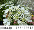 白い花と昆虫/The flowers 白い花と昆虫/The flowers 133477618