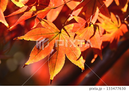 楓の紅葉 133477630