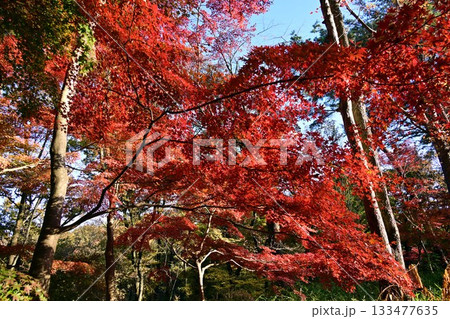楓の紅葉 133477635