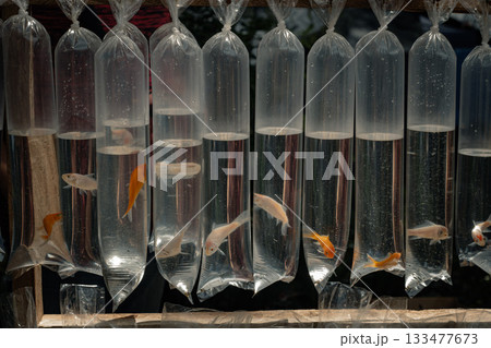 Rows of plastic bags containing juvenile koi fish or fingerling displayed for sale at an outdoor market 133477673