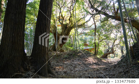 自然林　天神の森　千葉県匝瑳市 133477680