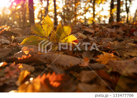 美しい紅葉の森を歩く 133477706