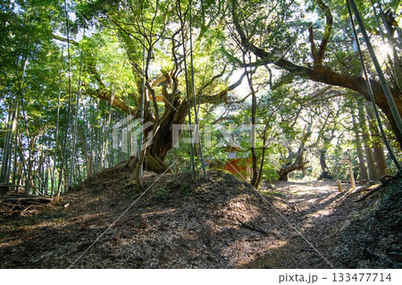 自然林 天神の森 千葉県匝瑳市 自然林 天神の森 千葉県匝瑳市 133477714