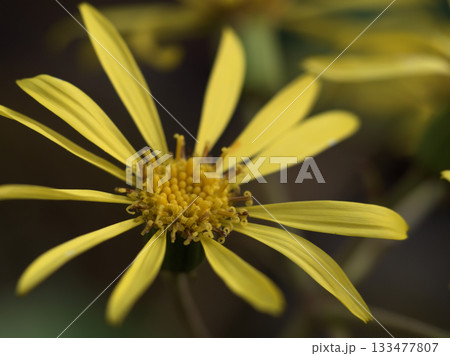 晴れた11月の日陰に咲いていた可憐なツワブキの花 晴れた11月の日陰に咲いていた可憐なツワブキの花 133477807