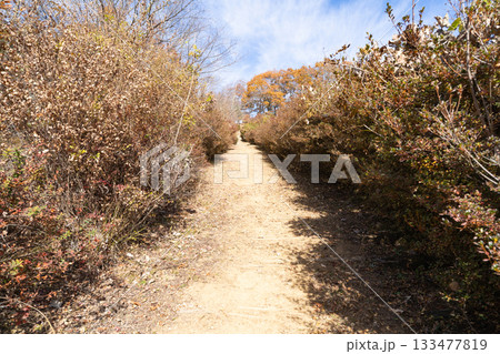 あしがくぼ山の花道(奥武蔵) あしがくぼ山の花道(奥武蔵) 133477819