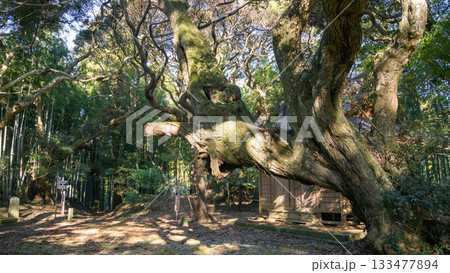 天神の森 スダジイの老木 千葉県匝瑳市 天神の森 スダジイの老木 千葉県匝瑳市 133477894