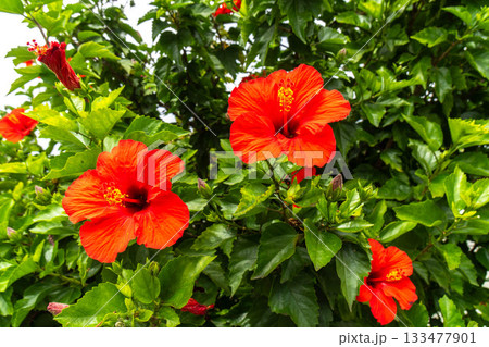 ハイビスカス ハイビスカス 133477901