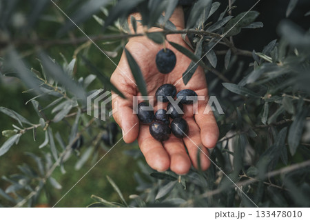 Olive Harvest. Hands Holding Fresh Olives in Grove 133478010