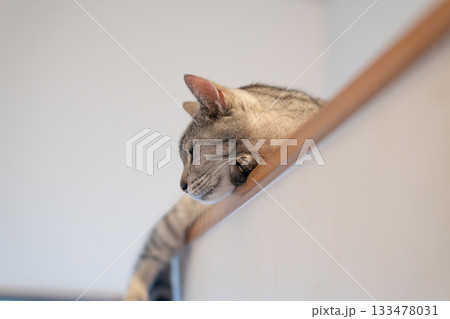 高い所でくつろぐ可愛い猫　サバトラ猫 133478031