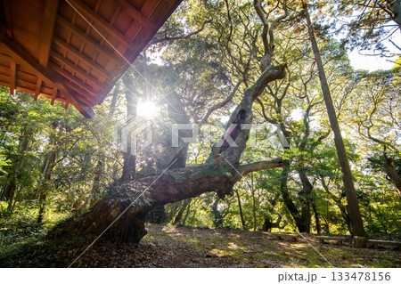 天神の森 スダジイの老木 千葉県匝瑳市 天神の森 スダジイの老木 千葉県匝瑳市 133478156