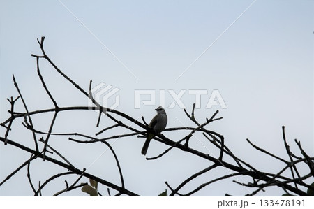 Bird on a tree branch with blue sky in the background, Thailand 133478191