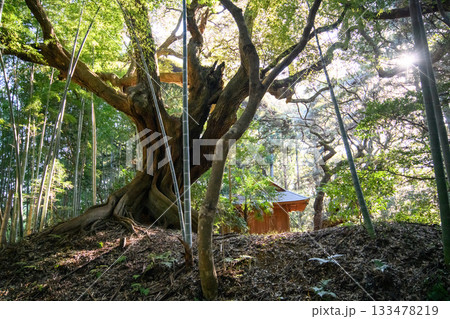 天神の森 スダジイの老木 千葉県匝瑳市 天神の森 スダジイの老木 千葉県匝瑳市 133478219