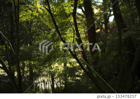 晩秋の雑木林の風景 国営武蔵丘陵森林公園 11月 晩秋の雑木林の風景 国営武蔵丘陵森林公園 11月 133478257
