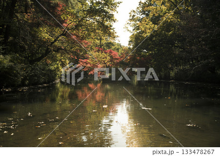 晩秋の雑木林の風景 国営武蔵丘陵森林公園 11月 晩秋の雑木林の風景 国営武蔵丘陵森林公園 11月 133478267