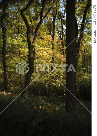 晩秋の雑木林の風景　国営武蔵丘陵森林公園　11月 133478279
