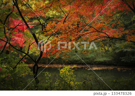 晩秋の雑木林の風景　国営武蔵丘陵森林公園　11月 133478326
